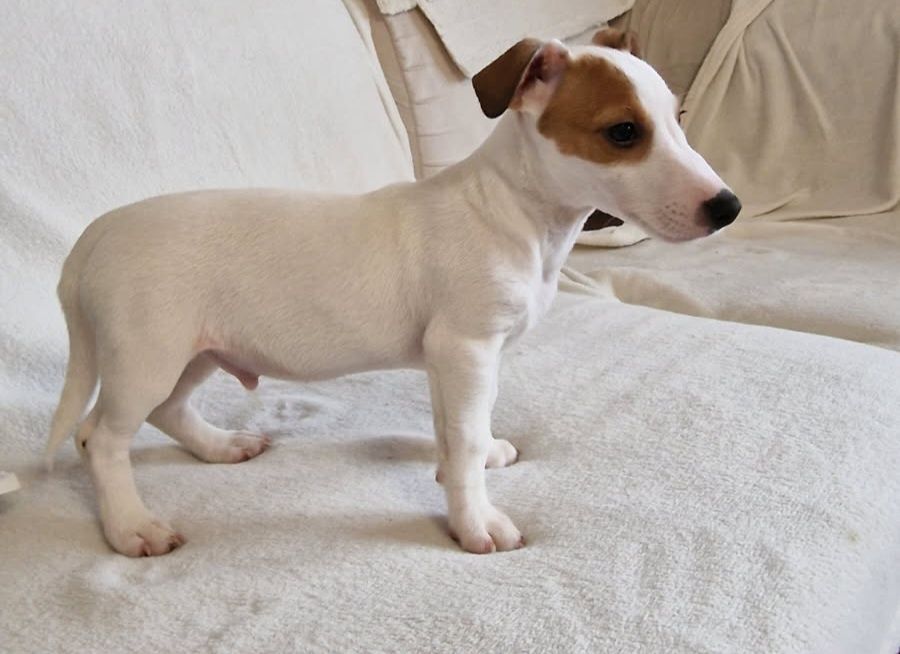 Jack Russel Terier