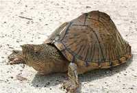 Мускусна черепаха кілевата Sternotherus carinatus