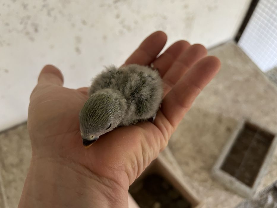 AGAPORNIS ROSEICOLLIS BEBÉS