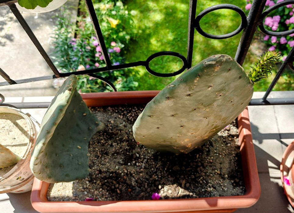 Opuncja figowa (kaktus owocowy) Gotowe sadzonki.