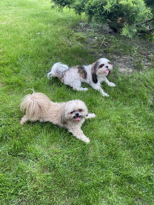 В'язка мини шит цу мальчик