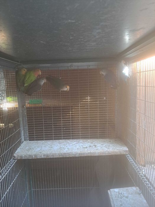 Disponíveis caturras, agapornis e periquitos