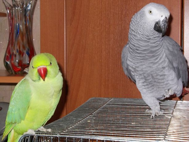 Ожереловый попугай и другие виды птиц в наличии по хорошим ценам.