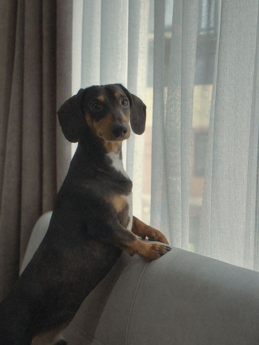 Віддам в добрі руки таксу карликову