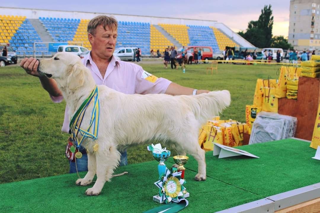 Золотистий рітрівер,  КСУ,  тести по здоров'ю