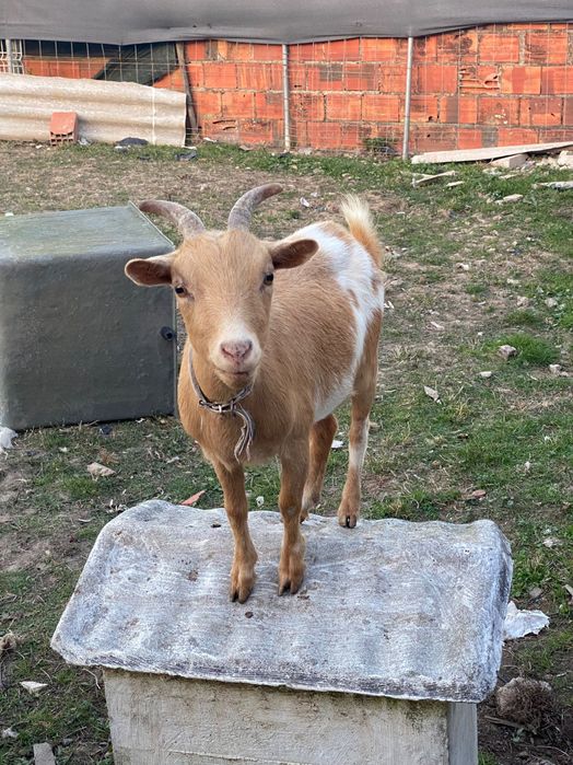 Cabras Anãs para Venda