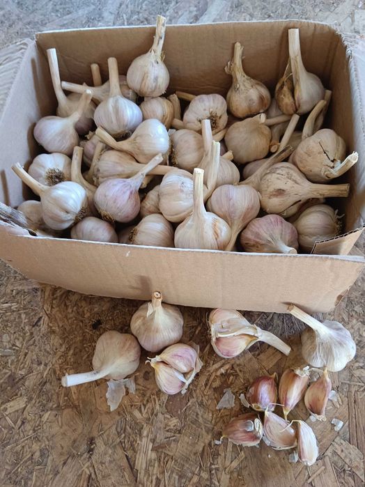 Czosnek Ornak 55 sztuk 5,0 cm przesyłka OLX Tanio!