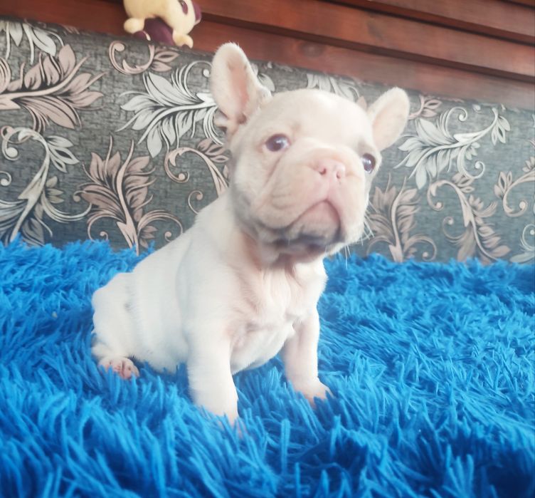 Шикарные девочки франузский бульдог