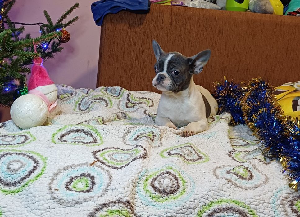 Девочка   булька.