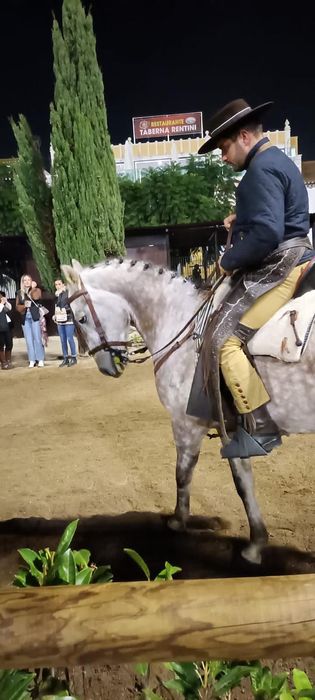 Para venda cavalo