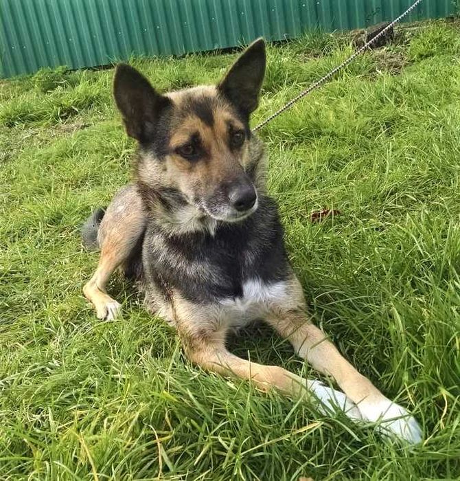 Стерилізована Емма шукає дім