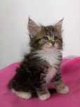 Gatinho Bosques da Noruega com lop