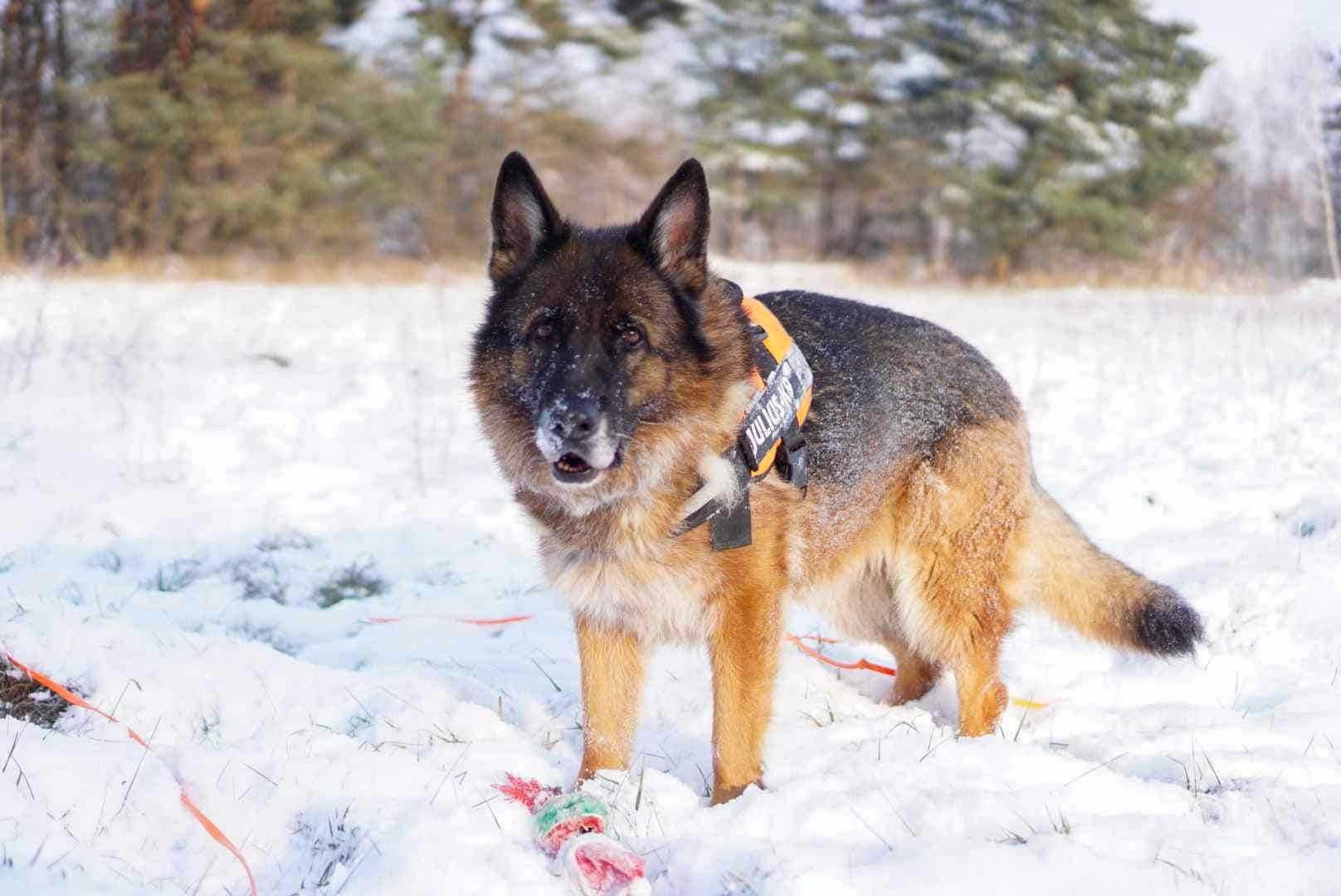 Ponad 2 lata w schronisku.. Reja w typie owczarka pilnie szuka domu!