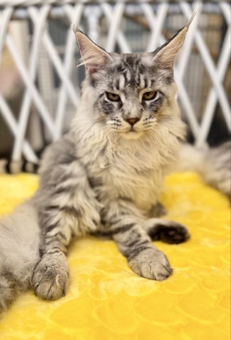 Мейн кун котята - три пушистых богатыря