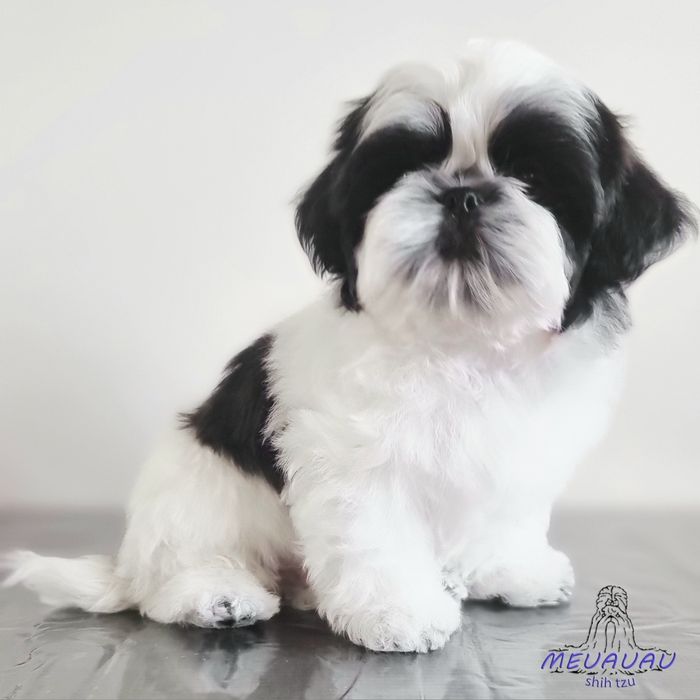 Filhote Macho Shih Tzu