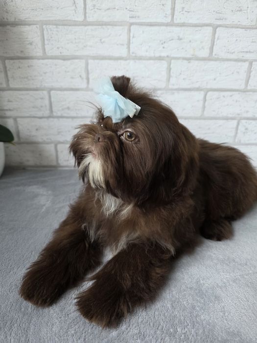 Shih Tzu Suczka czeko KOMPLET SZCZEPiEŃ