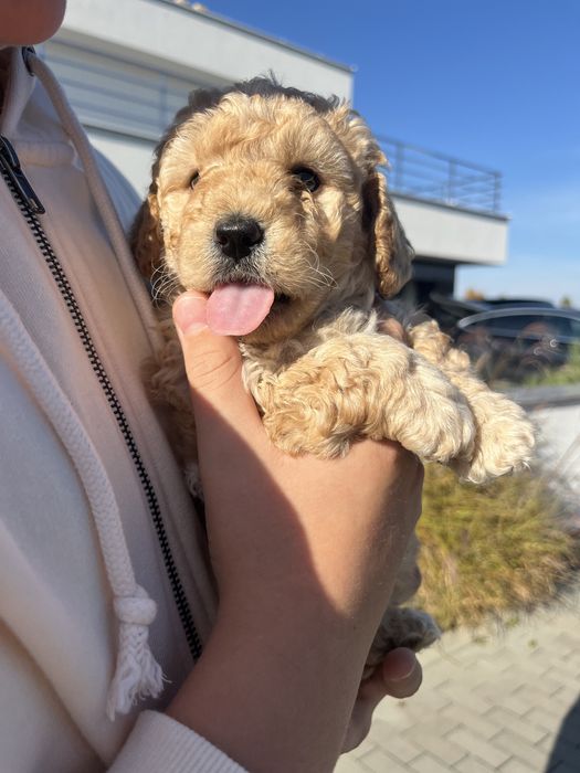 Maltipoo f1b poesek mocny skręt krótkie nóżki