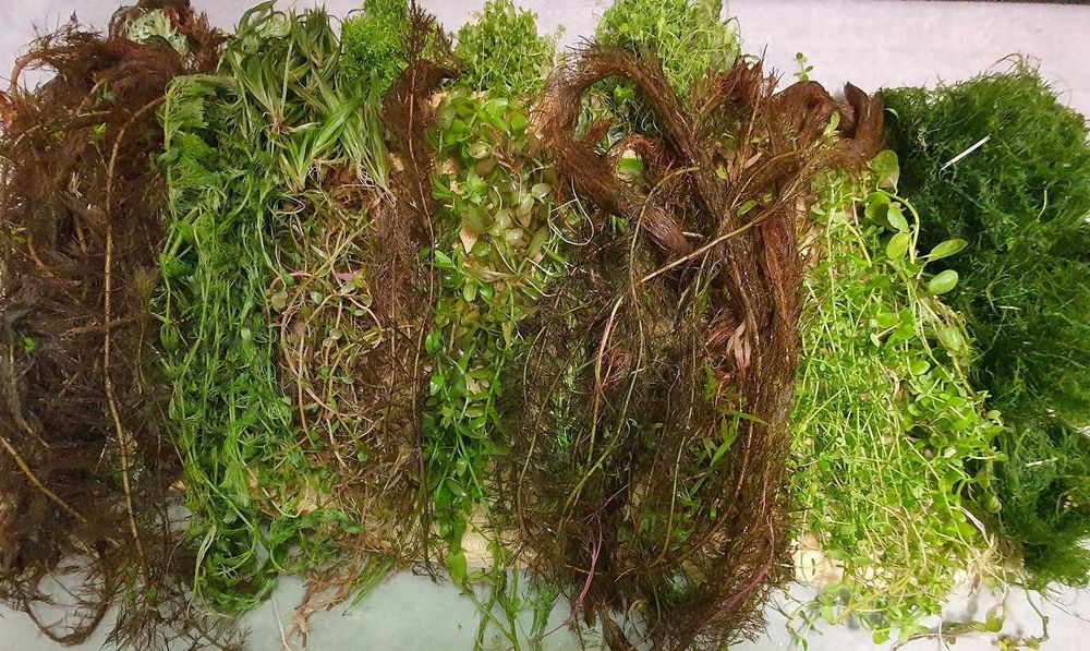 BARDZO DUŻY Zestaw roślin akwariowych OKAZJA!