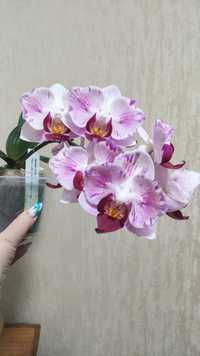Продам орхідею Little Gem Stripes метелик