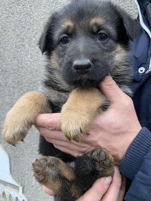 Продаються цуценята німецької вівчарки.