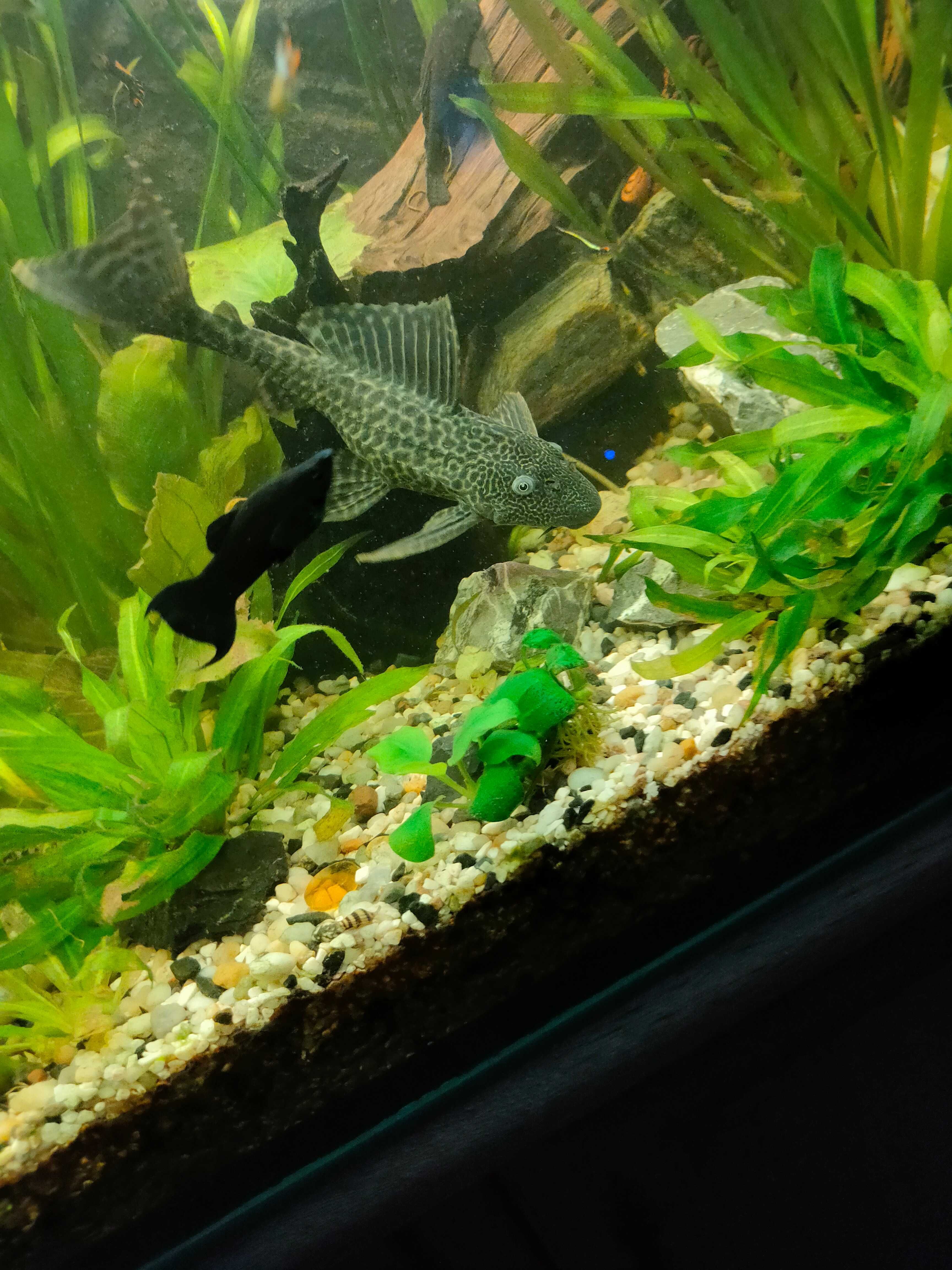 Zbrojnik plecostomus dorosła samica ok 16 cm