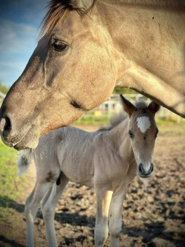 Klacz konik polski ze źrebakiem lub bez