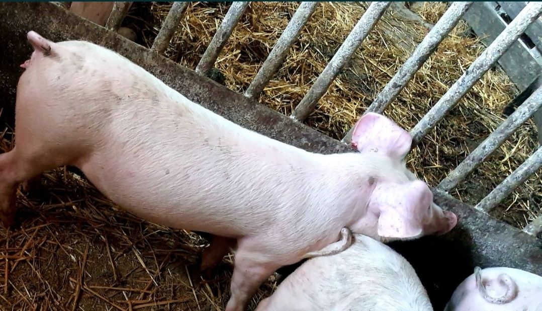 Продам свинки ф1 на племя  йоркшир-ландрас, пьетрен-дюрок, беркшир