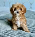Cavapoo F1/sunia