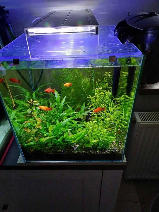 Akwarium optiwhite 38x40x40 60L wraz z całym życiem