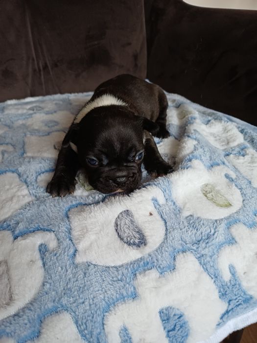 Buldog Francuski suczka