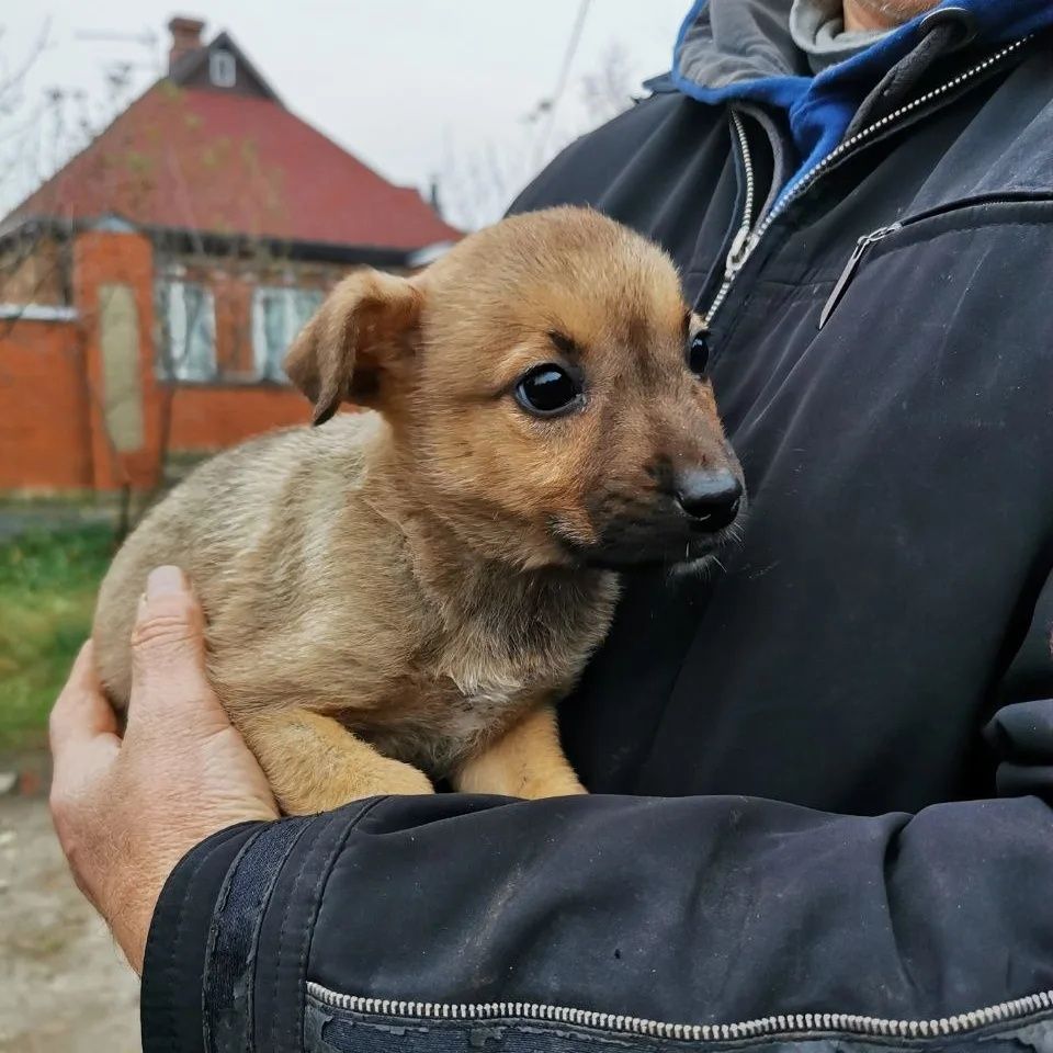 Отдам щенка в хорошие руки