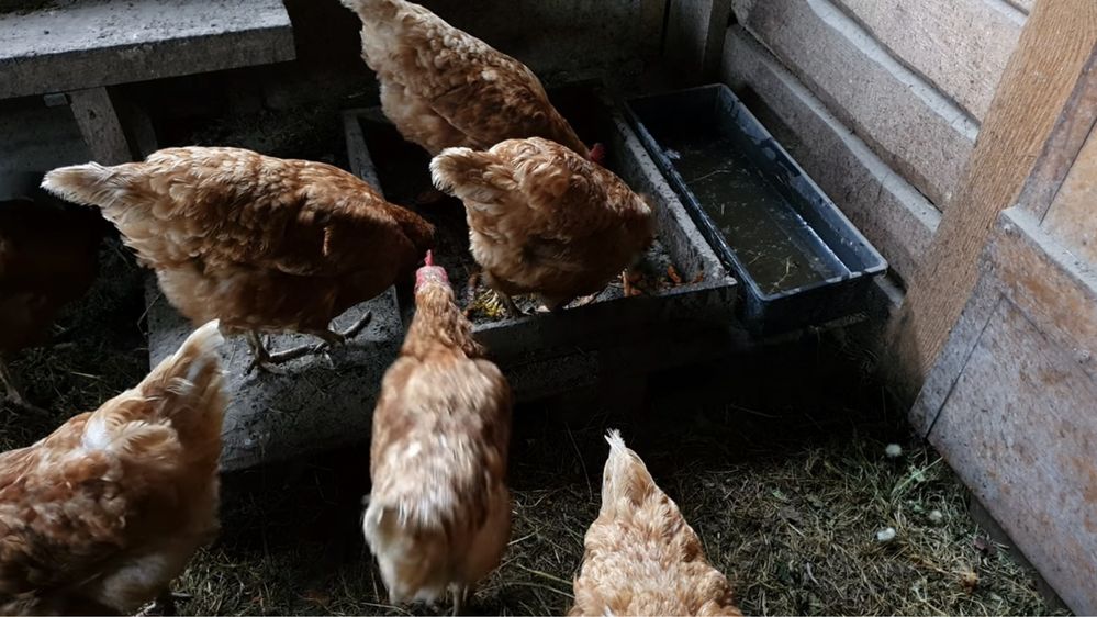 Продаю куриц несут хорошие яйца
