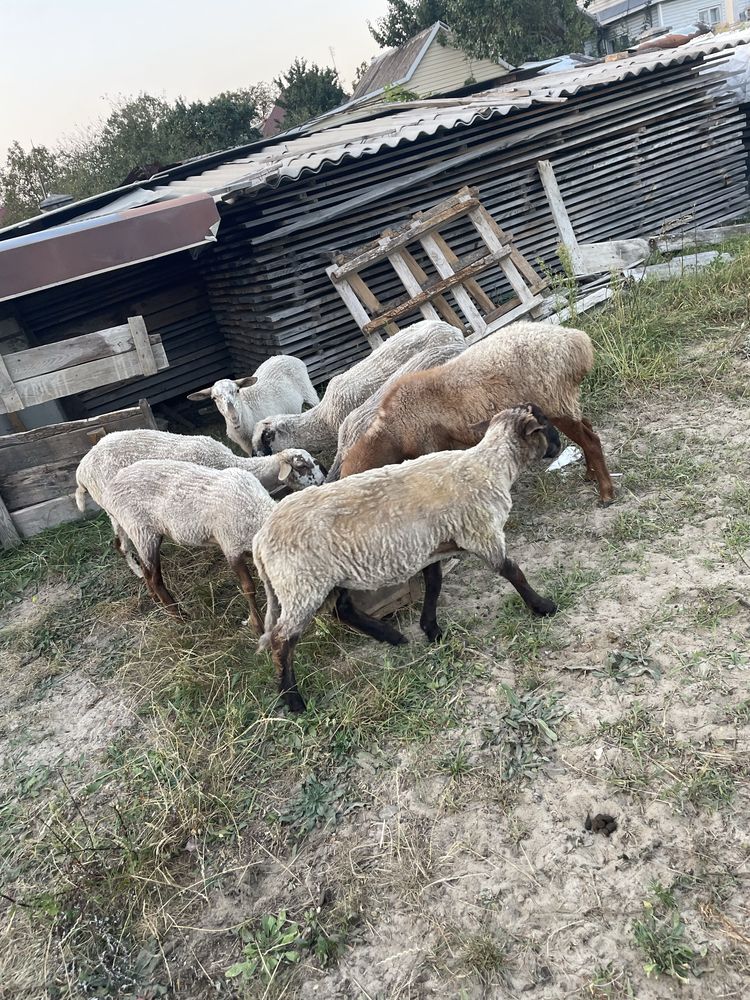 Вівці є курдючні.