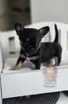 Chihuahua **Piesek Czarny Tricolor**Do Rezerwacji