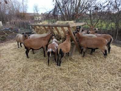 Sprzedam owce kameruńskie kolczykowane