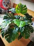 Sztuczna monstera