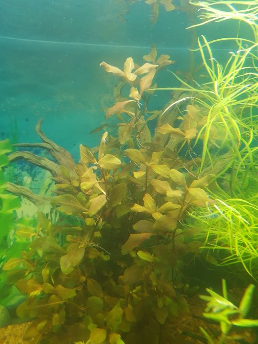 Rośliny akwariowe HYGROPHILA BOLD liście Cattapa Ketapang, krewetki