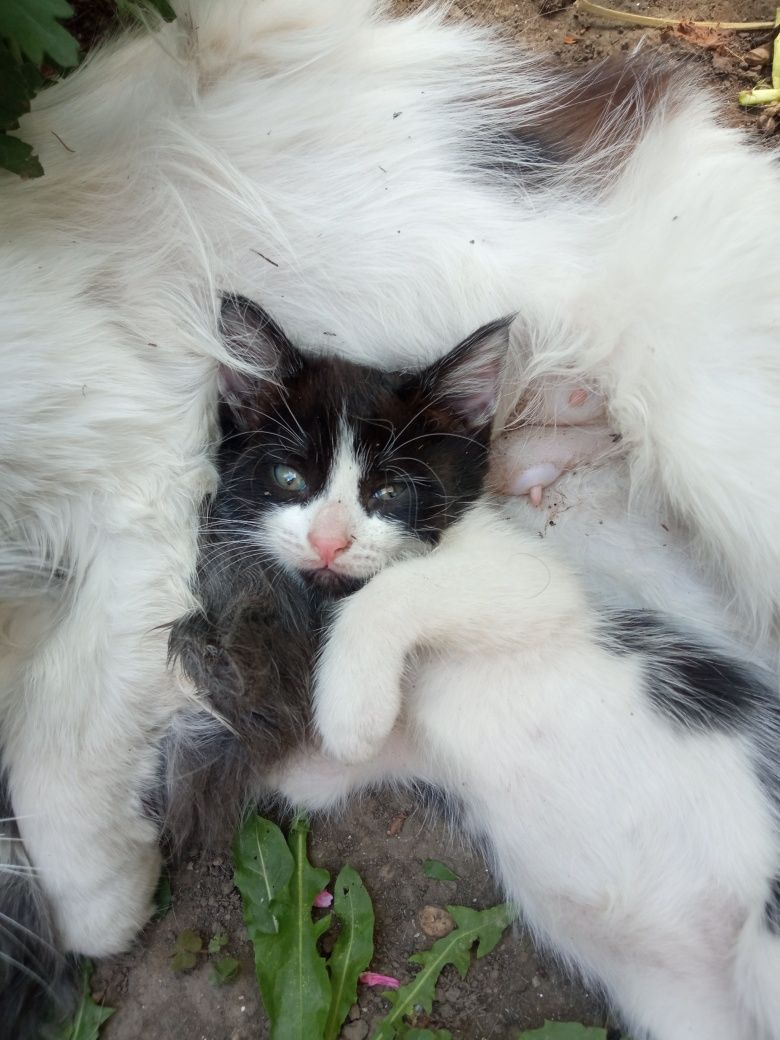 Замечательные котятки в добрую семью.