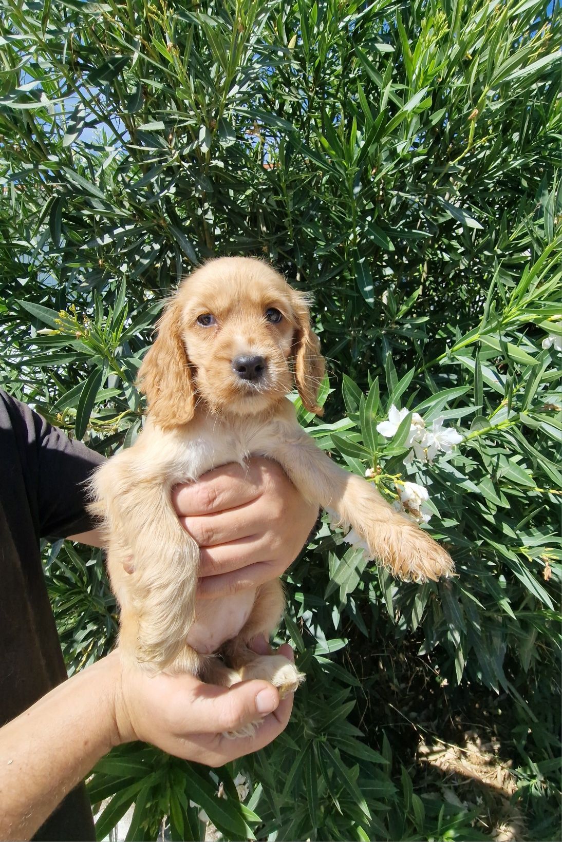 Cocker Spaniel Inglês dourado