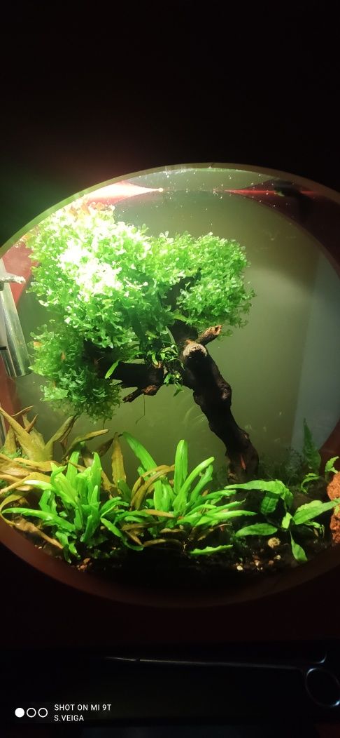 Planta criptocorina (Cryptocoryne wendtii Tropica) (Crypt Bronze)