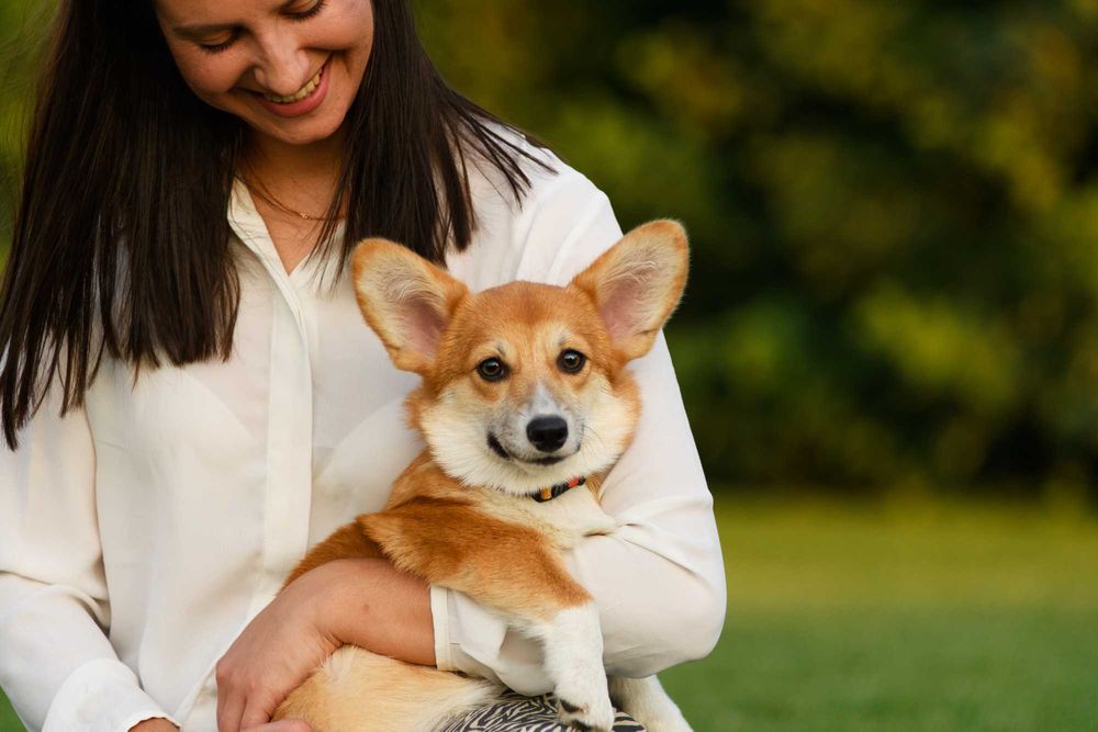 Готова к переезду девочка корги пемброк