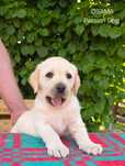 Labrador retriever biszkoptowa suczka OSAMA Passion Dog już do odbioru