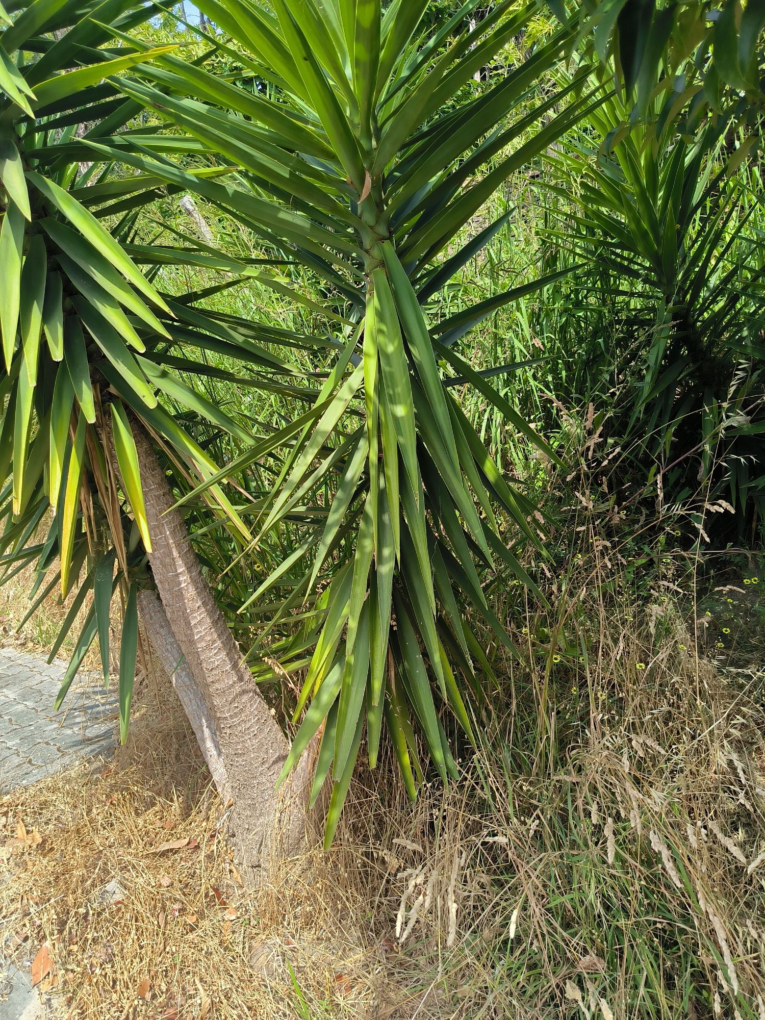 Fasso limpezas de terrenos, jardins,casa etc.. orçamento gratis
