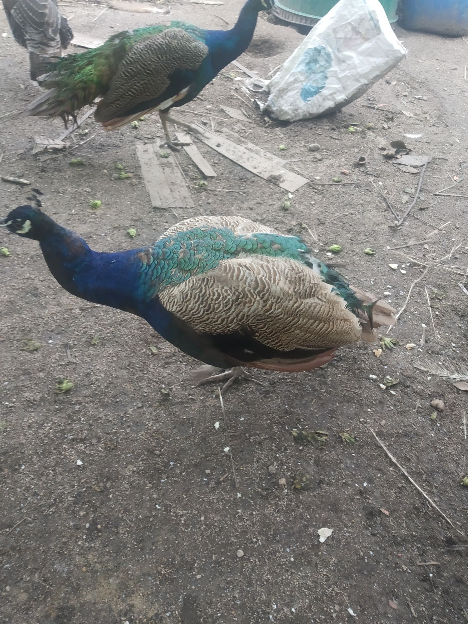 Ovos de Pavão galados e de faisões.