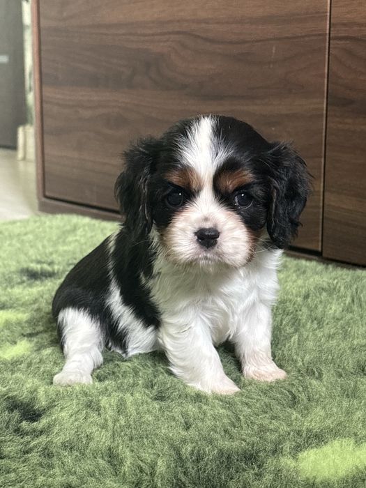 Cavalier King Charles Spaniel  puesek ZKwP FCI