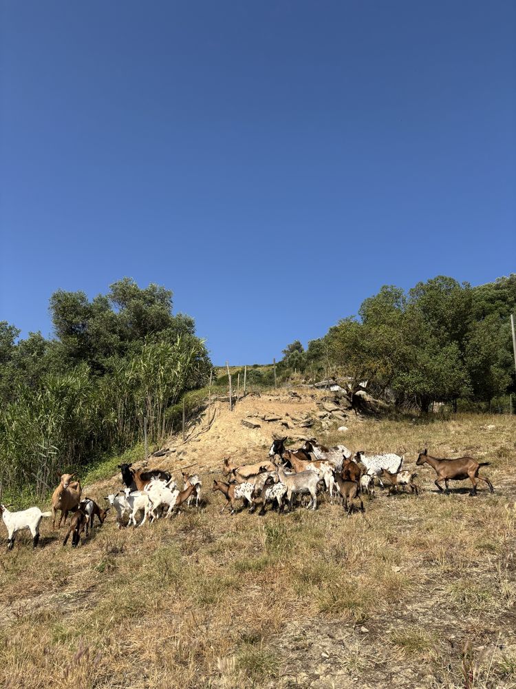 Cabras anãs - M/F