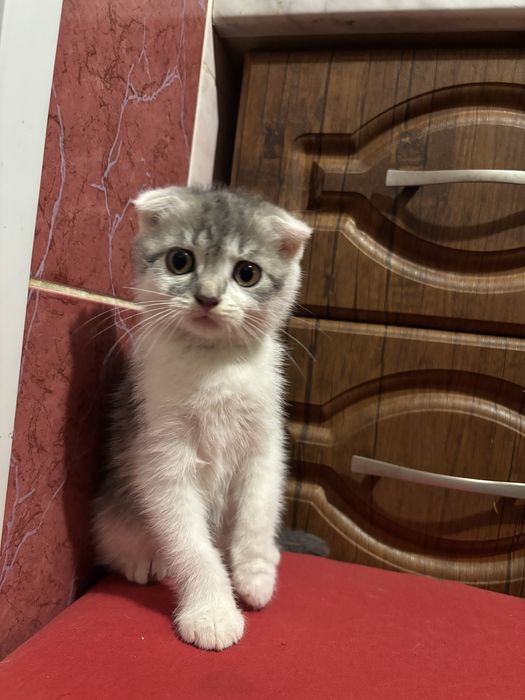 Висловухий котик