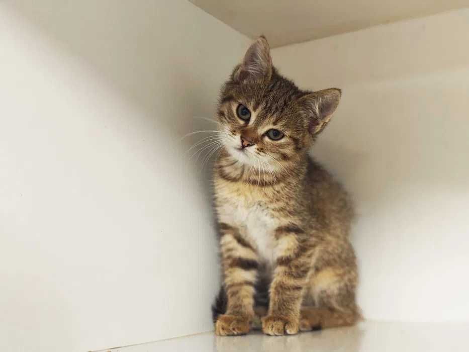 Пуша гарне котеня 2 міс шукає дім