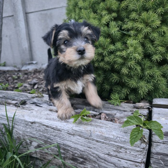 York,  Yorkshire,  piesek