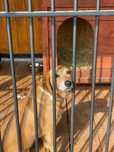 Gutek - powrót z adopcji po 5 latach. Szukamy nowego domu
